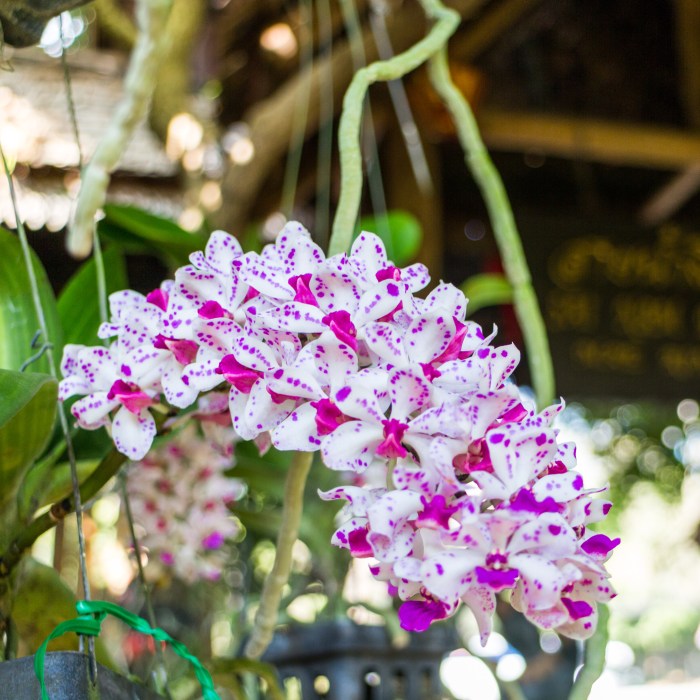 Chiang Mai Thaïlande