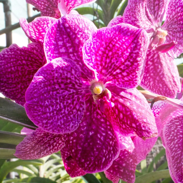 Chiang Mai Thaïlande