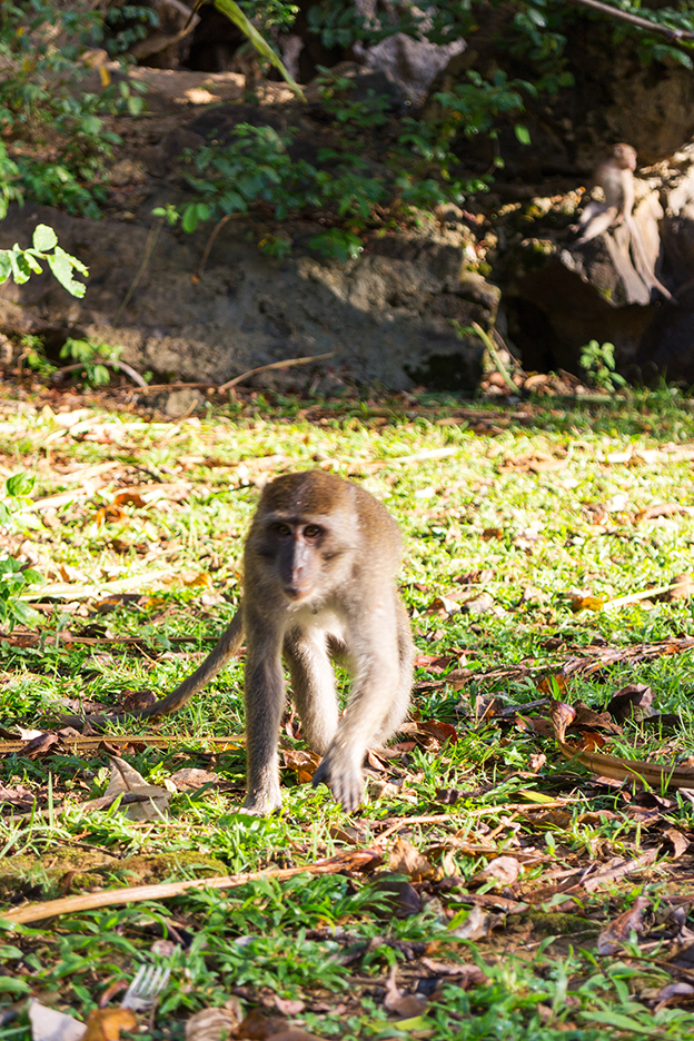 singe-thailande
