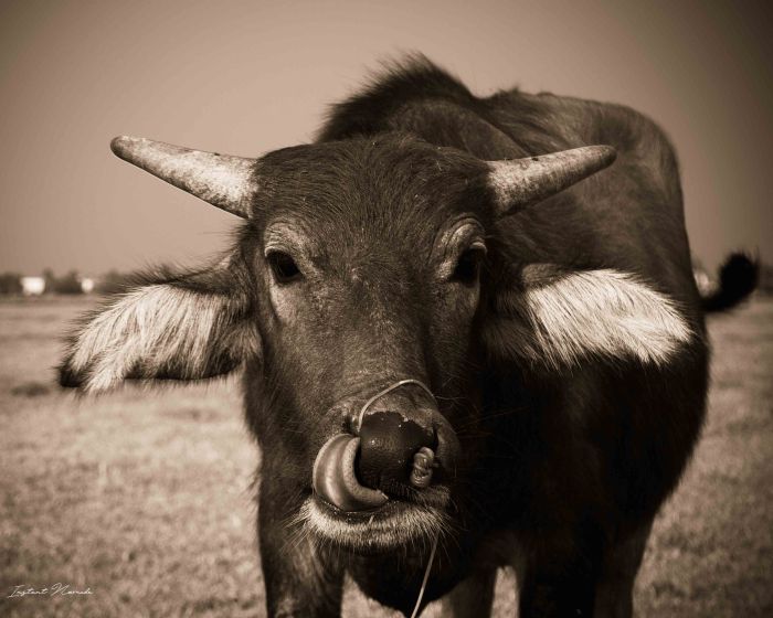 Hoï An Vietnam (17)