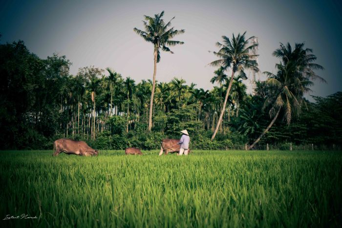 Hoï An Vietnam (19)