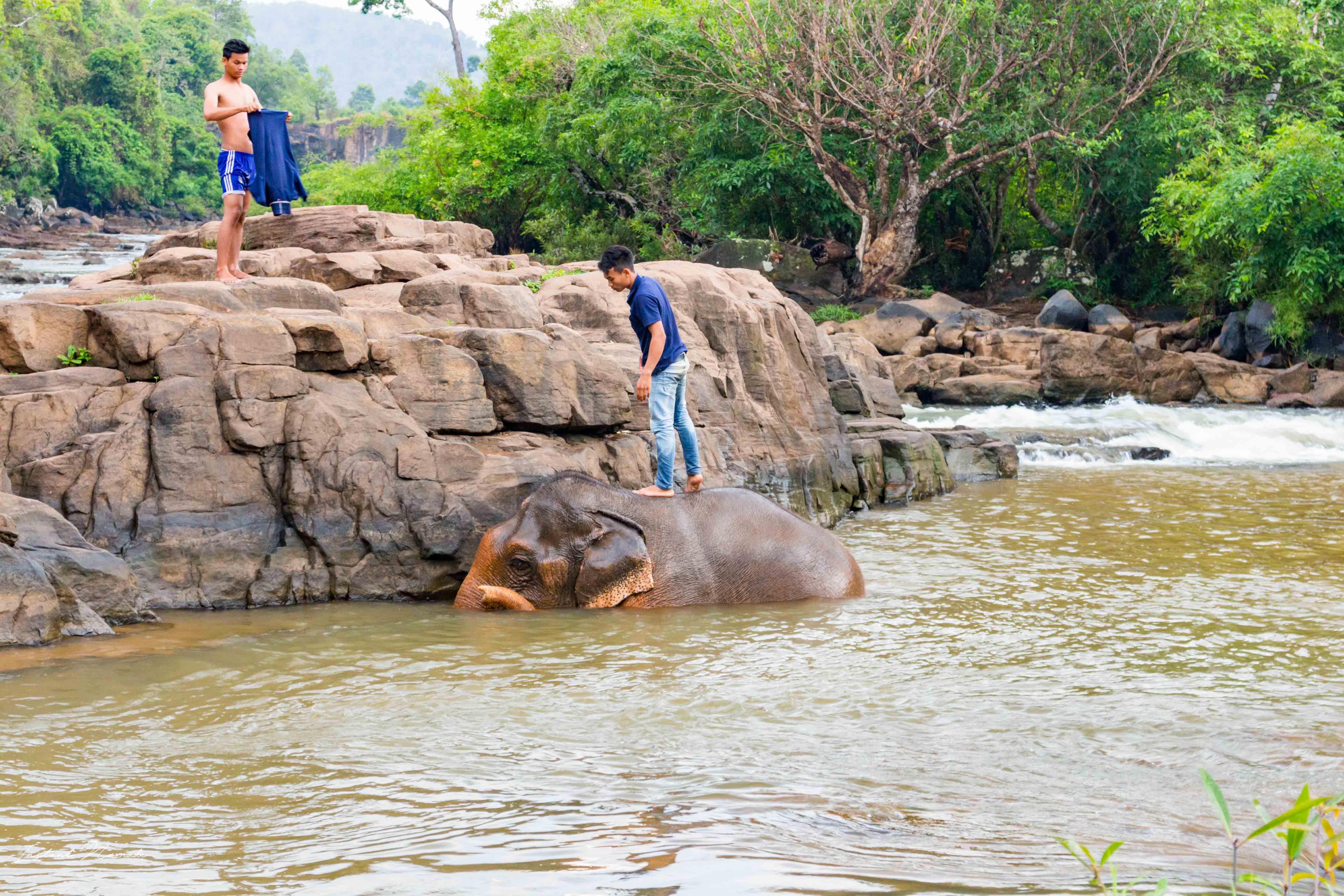 bain des éléphants laos