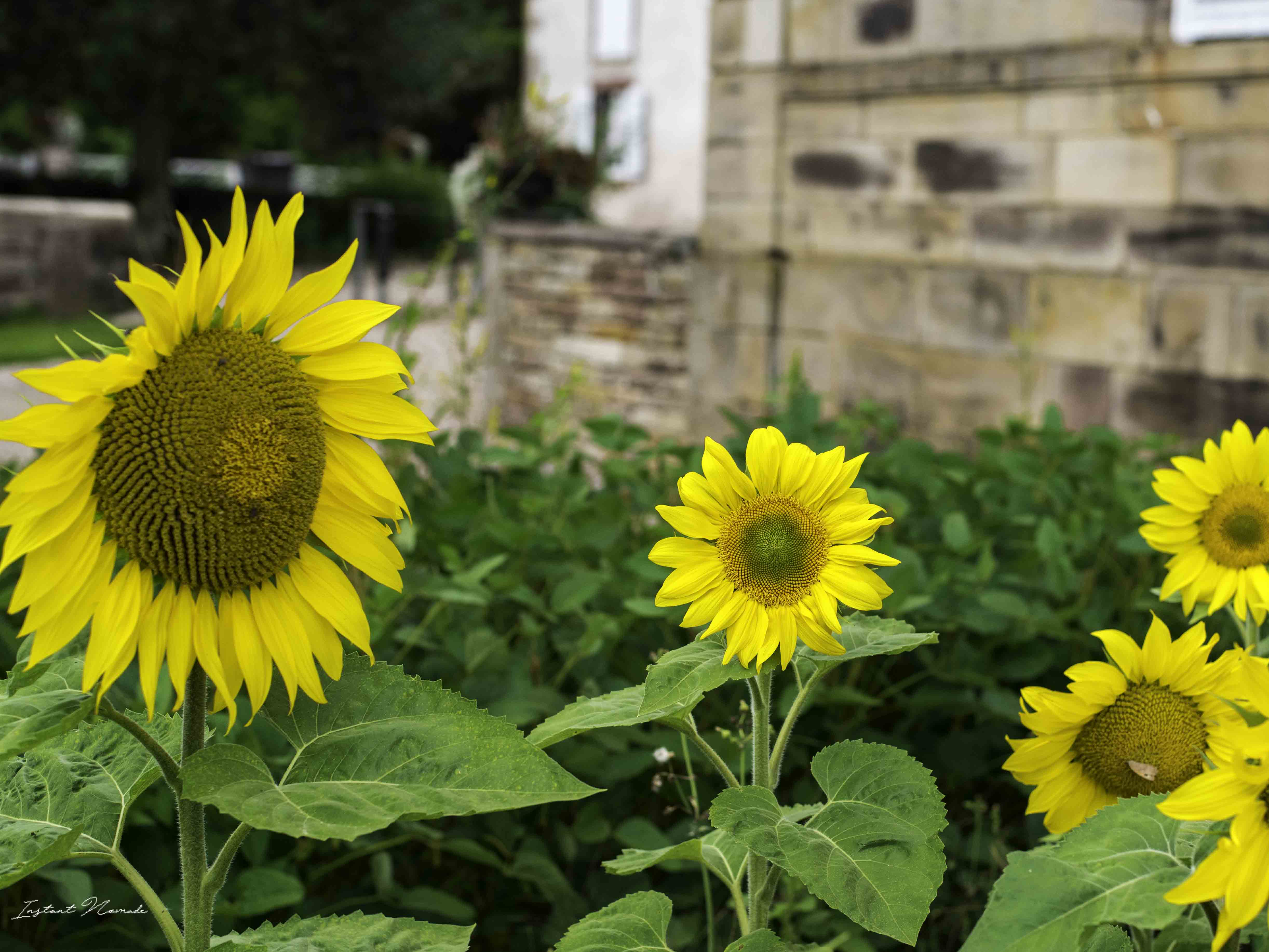 éco musée fougerolles vosges du sud