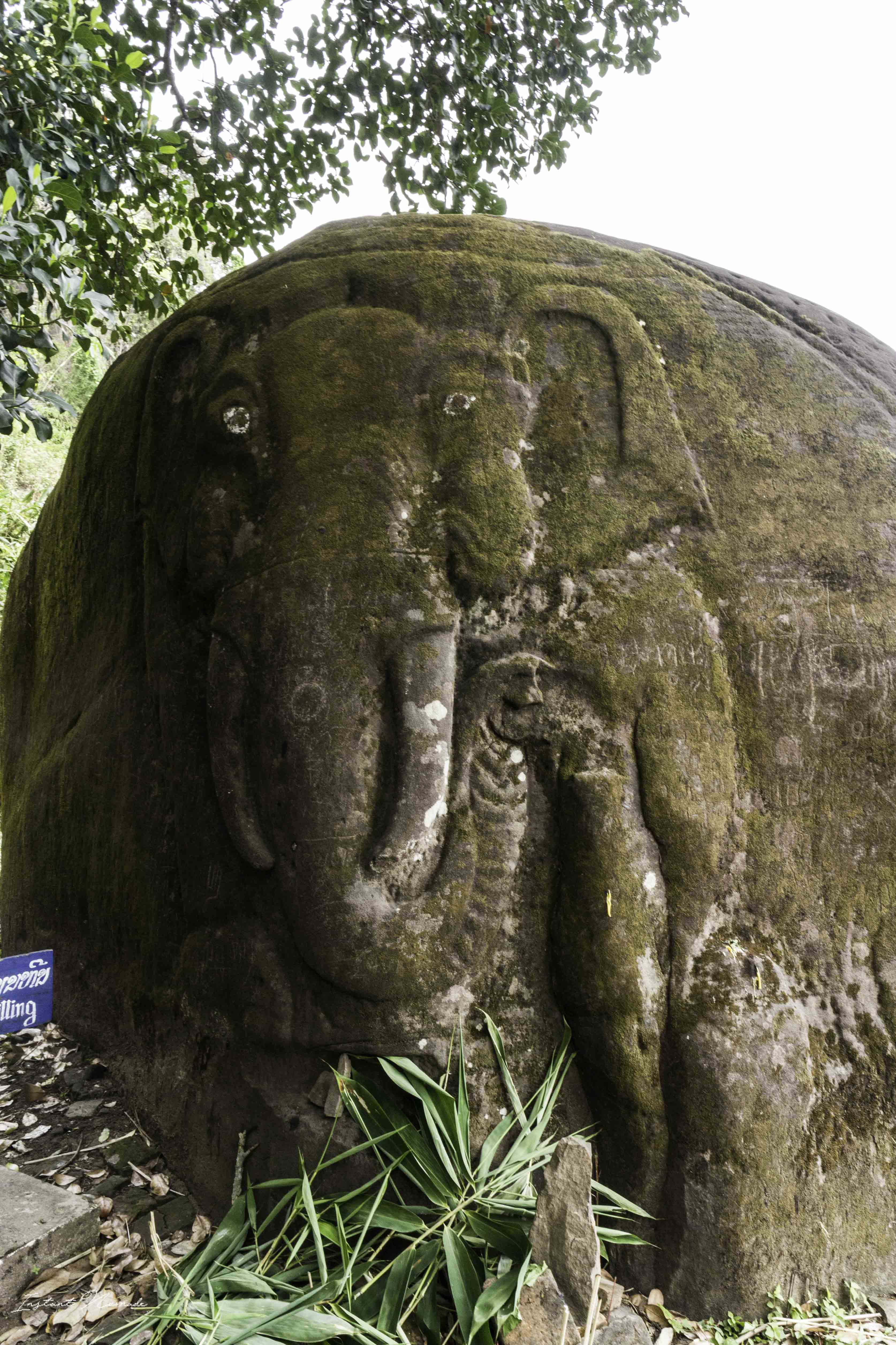 éléphant vat phou laos