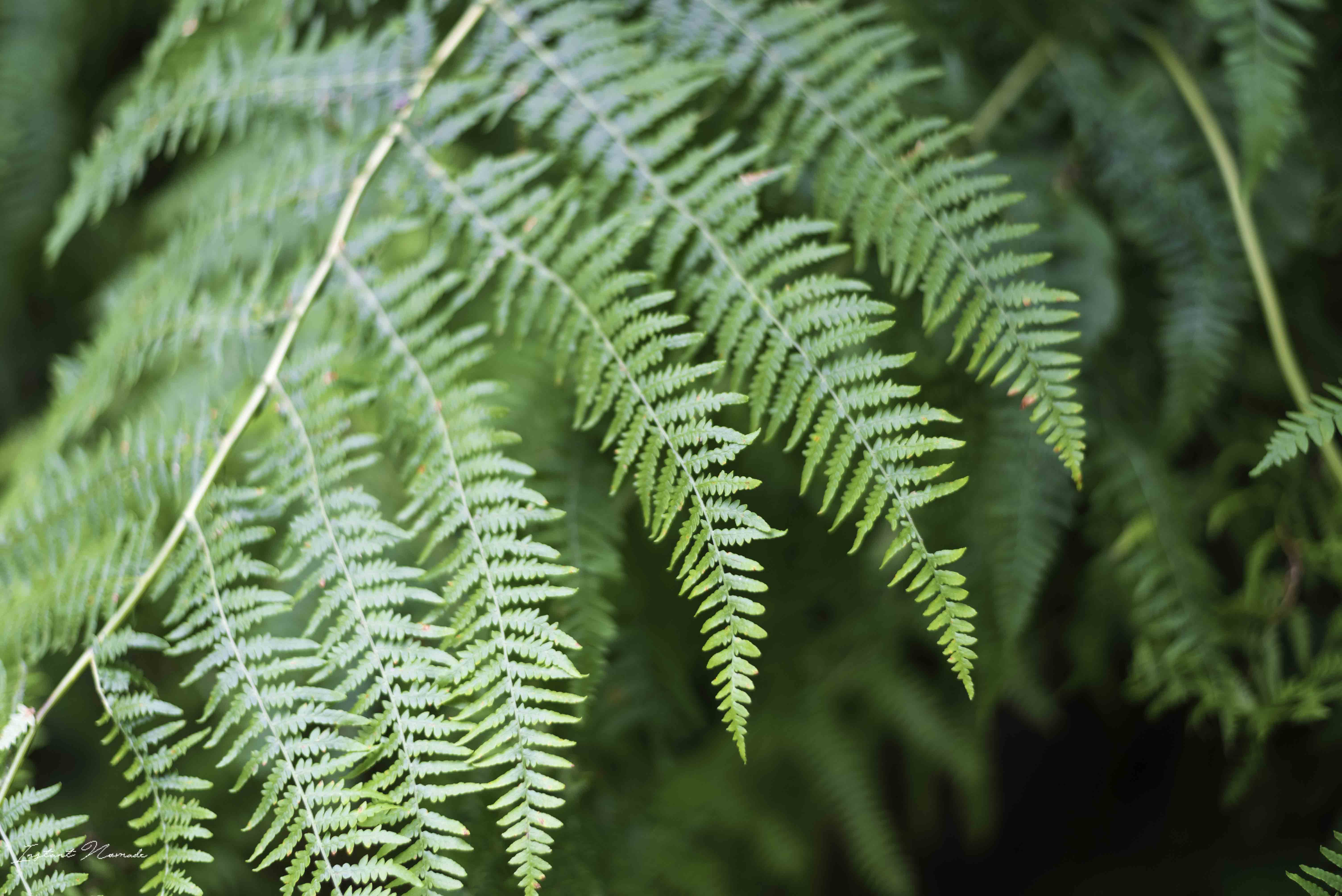 forêt saint bresson vosges sud