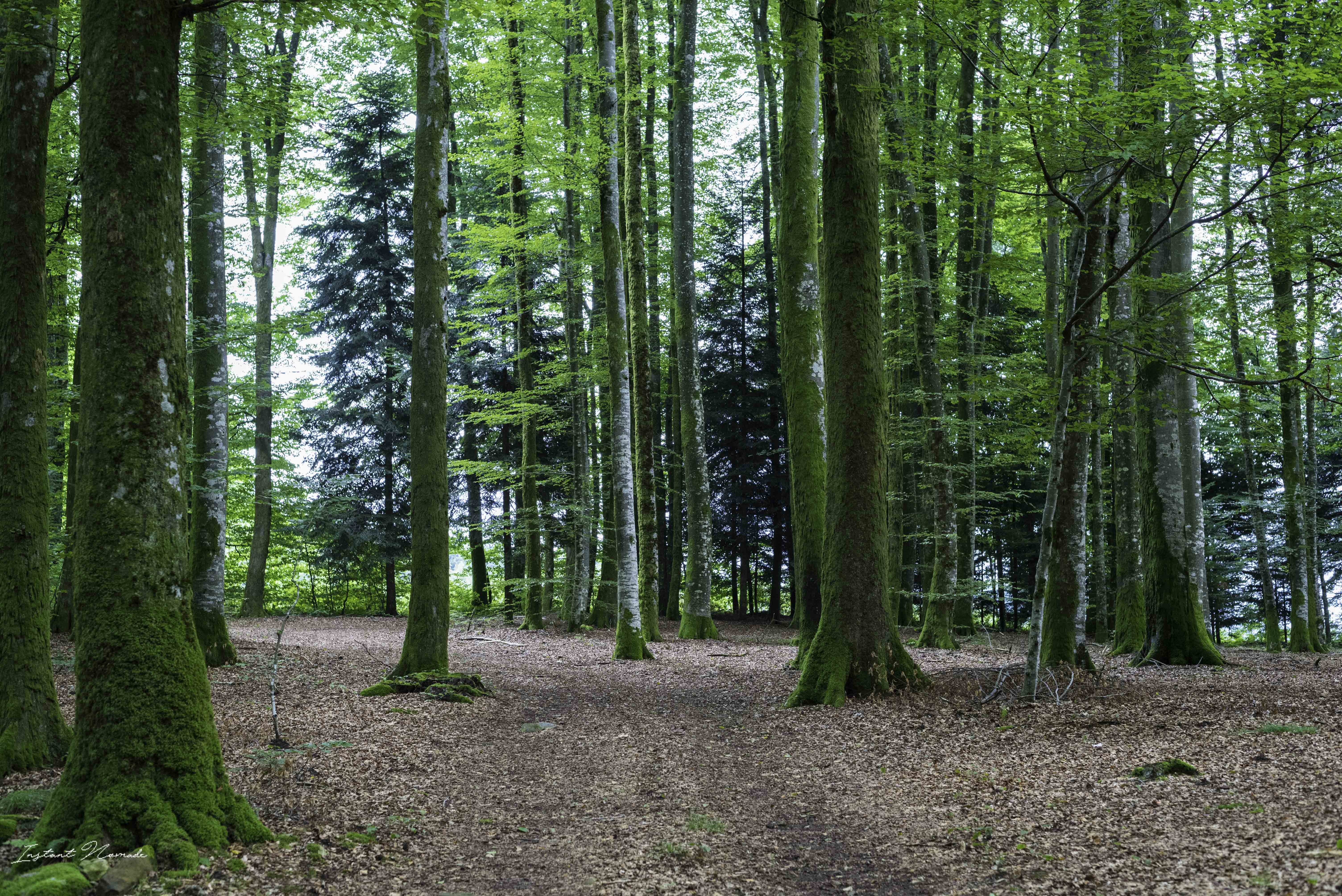 forêt vosges sud saint bresson