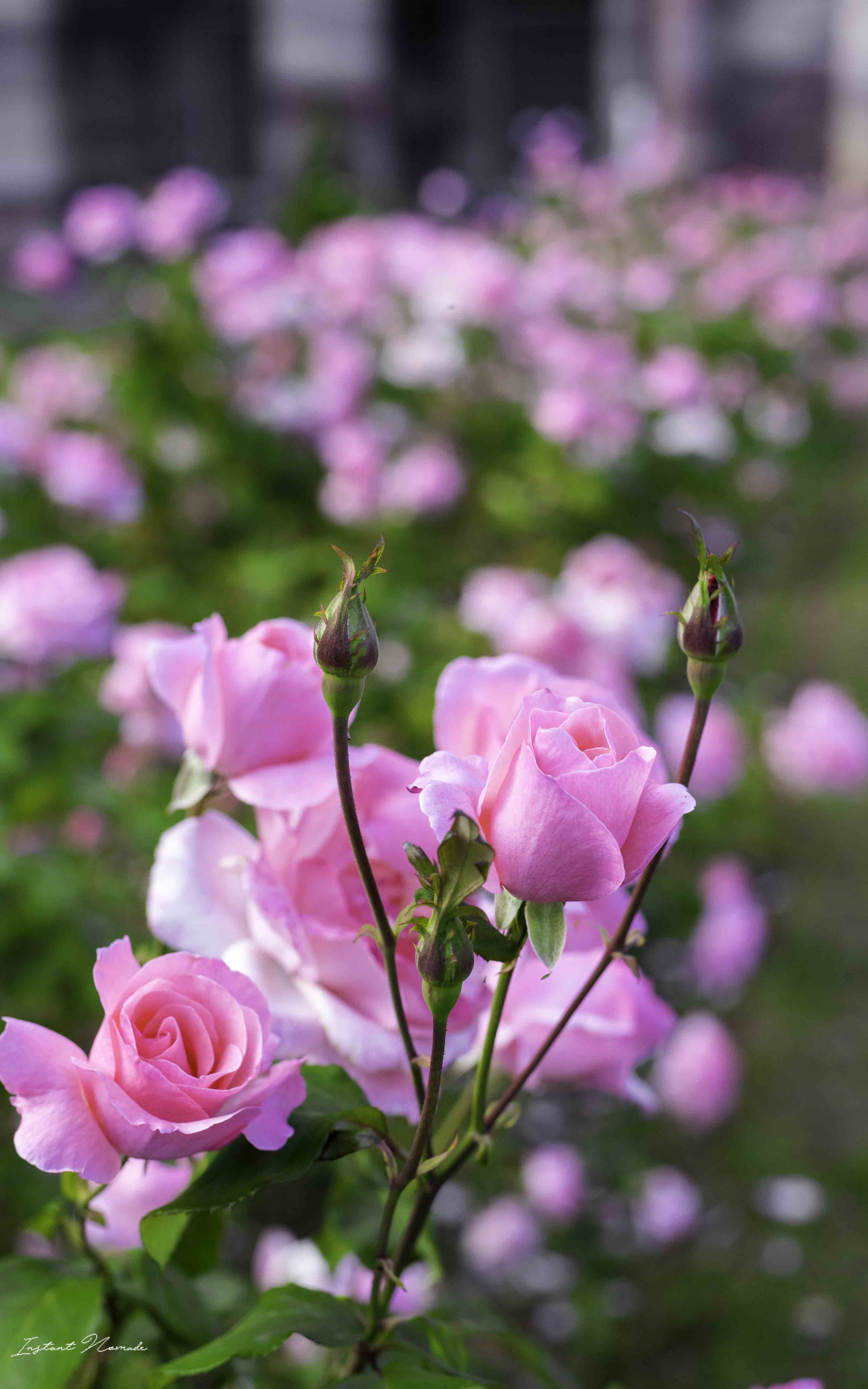 thermes luxeuil les bains vosges du sud