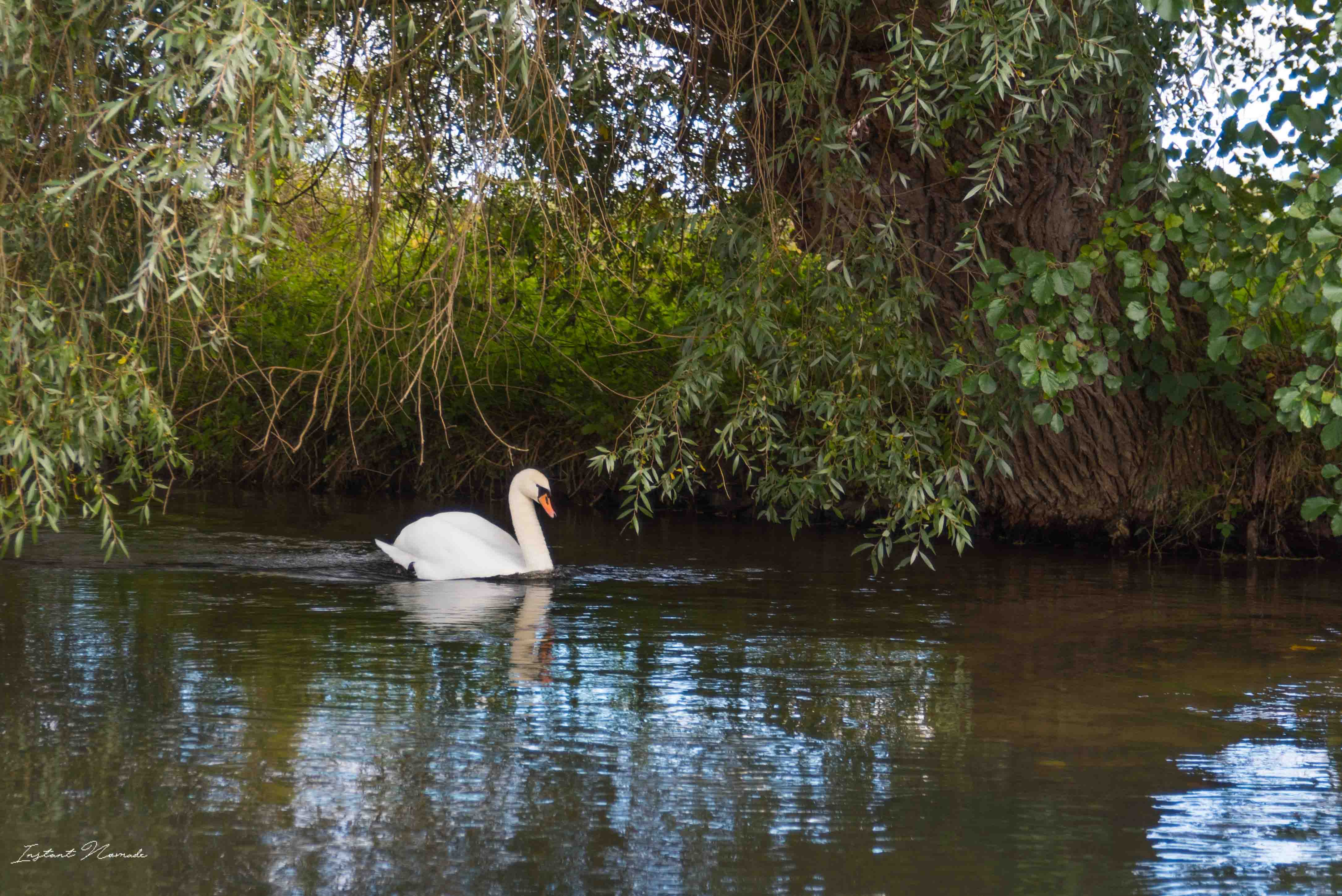 cygne ill alsace
