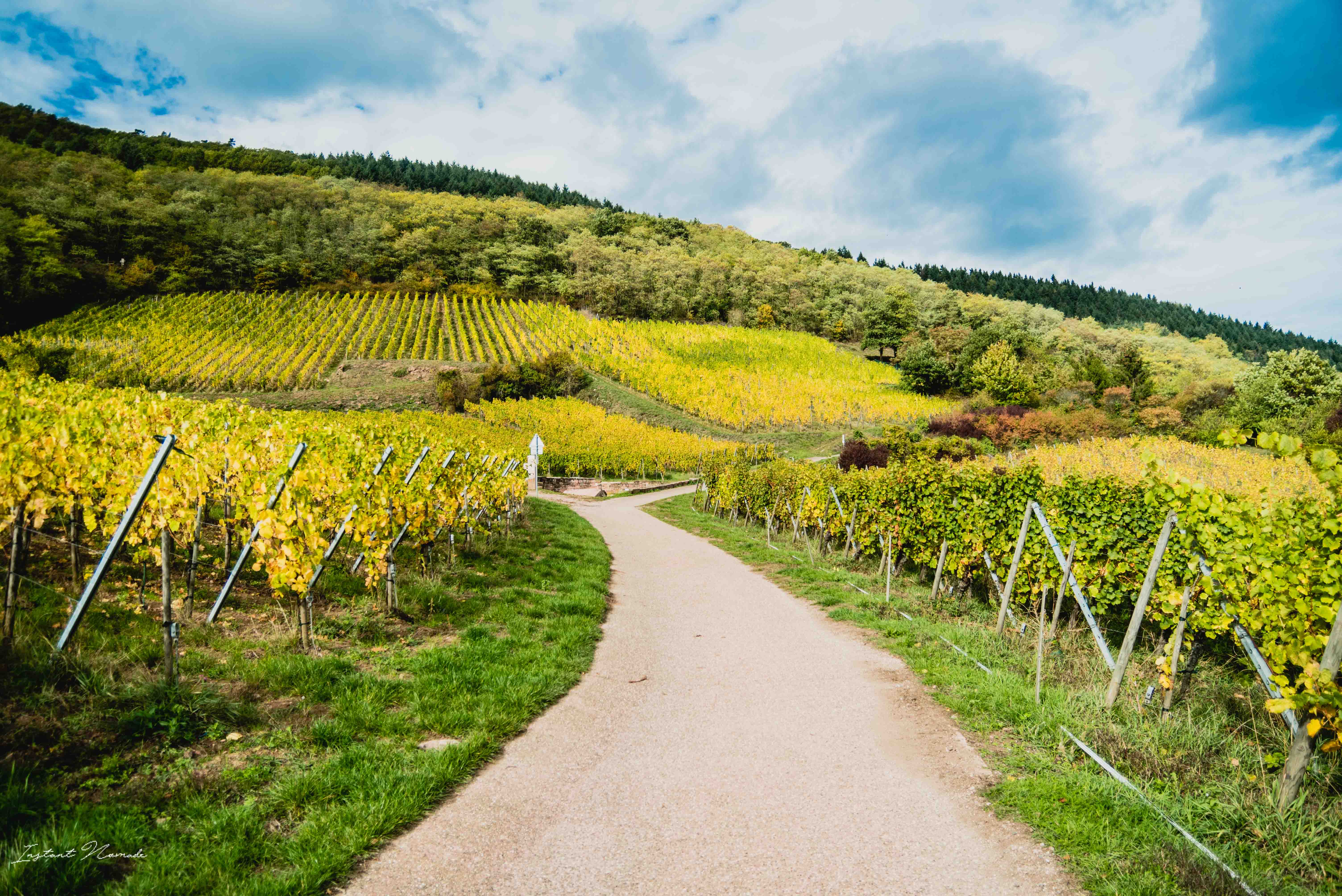 promenade vignes alsace chatenois circuit pedestre