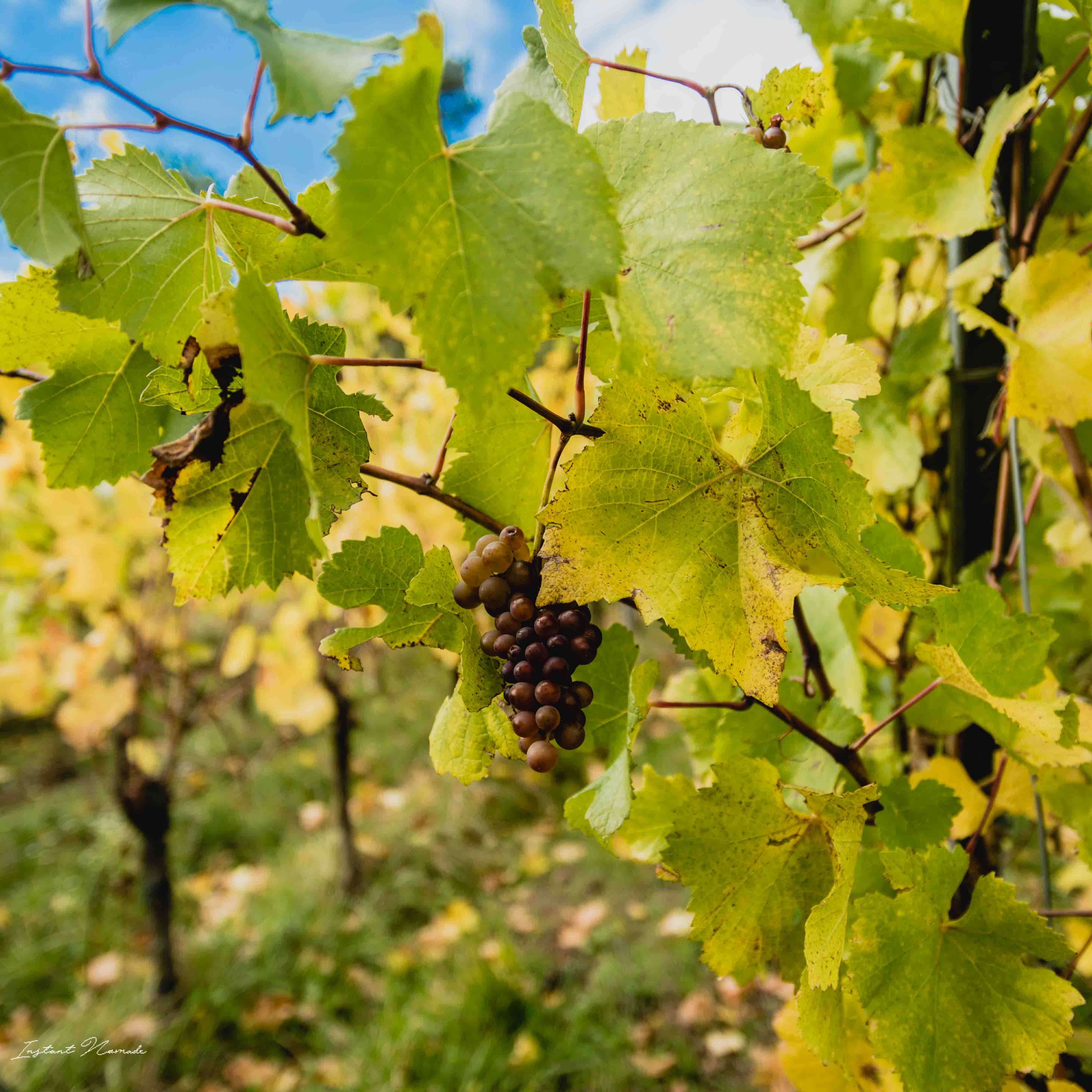 vignes chatenois alsace raisin