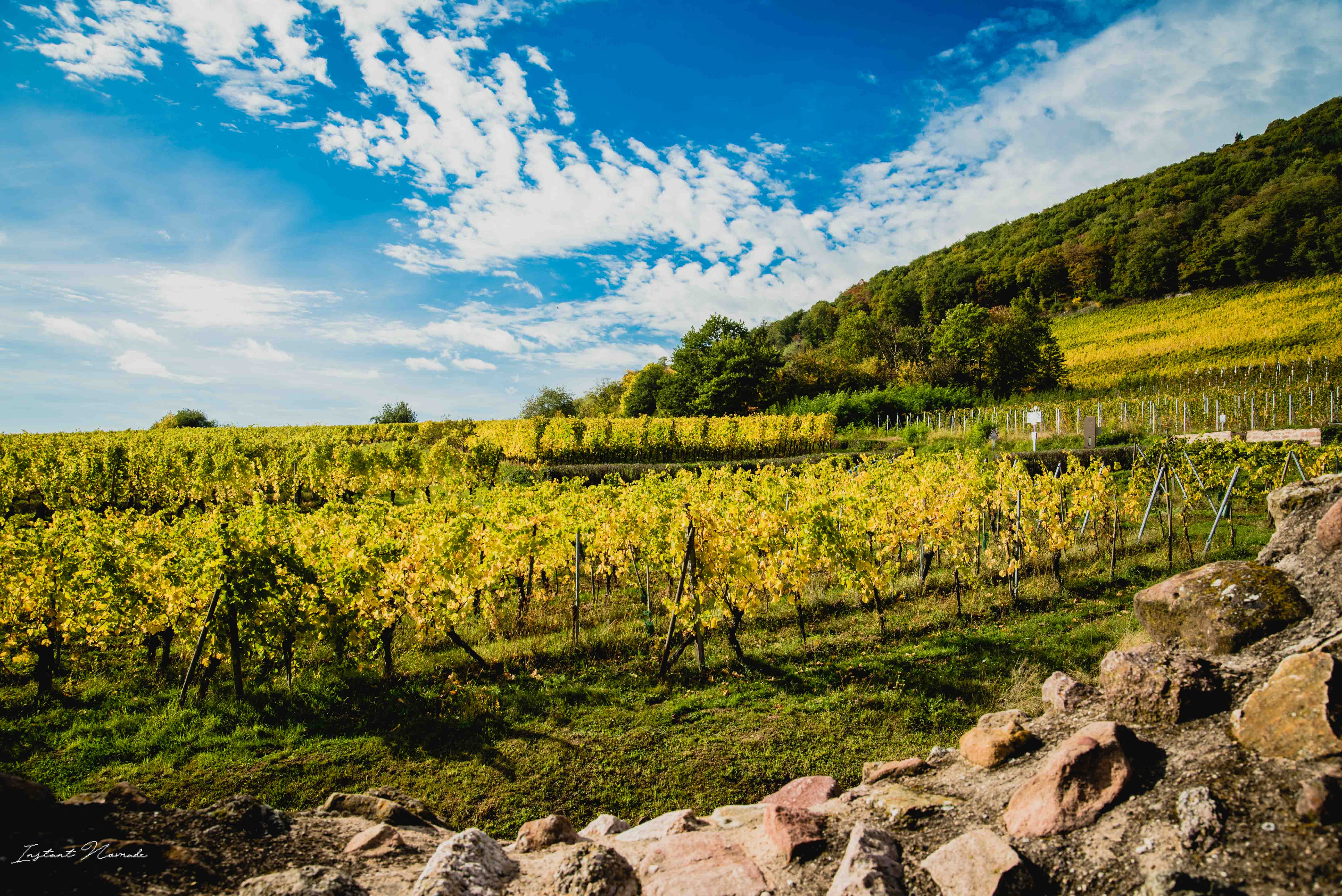 vignes chatenois alsace