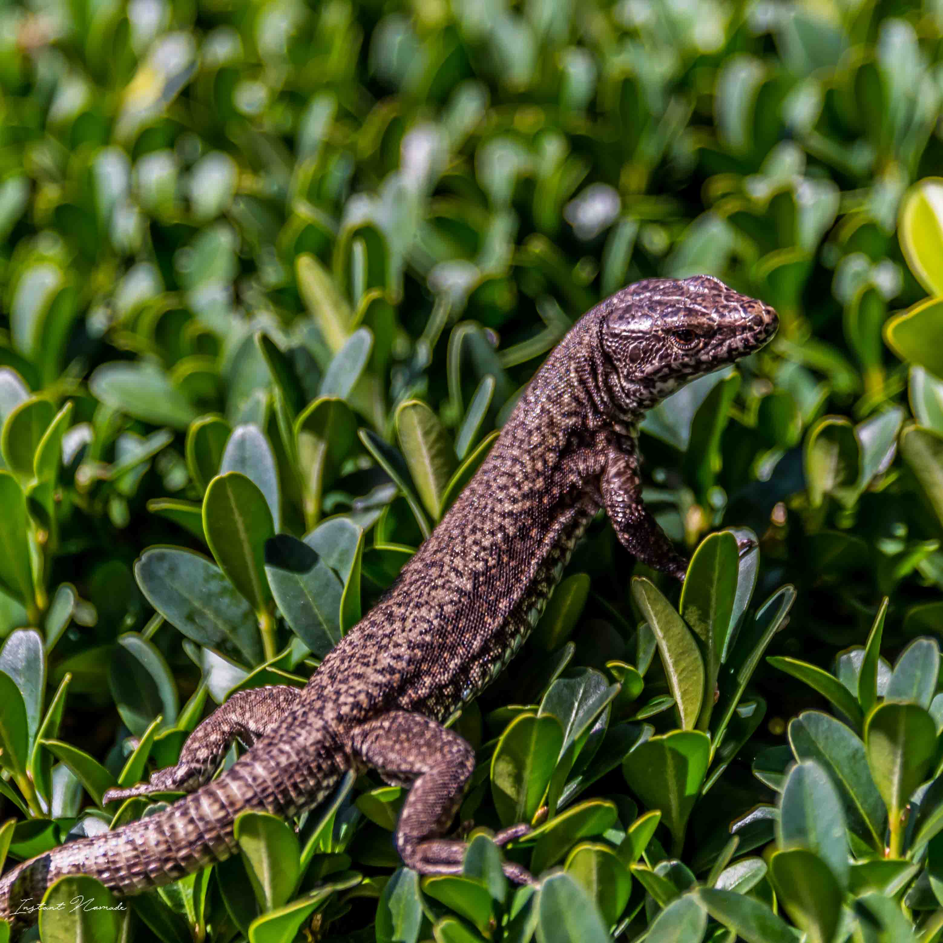 animal innsbruck autriche