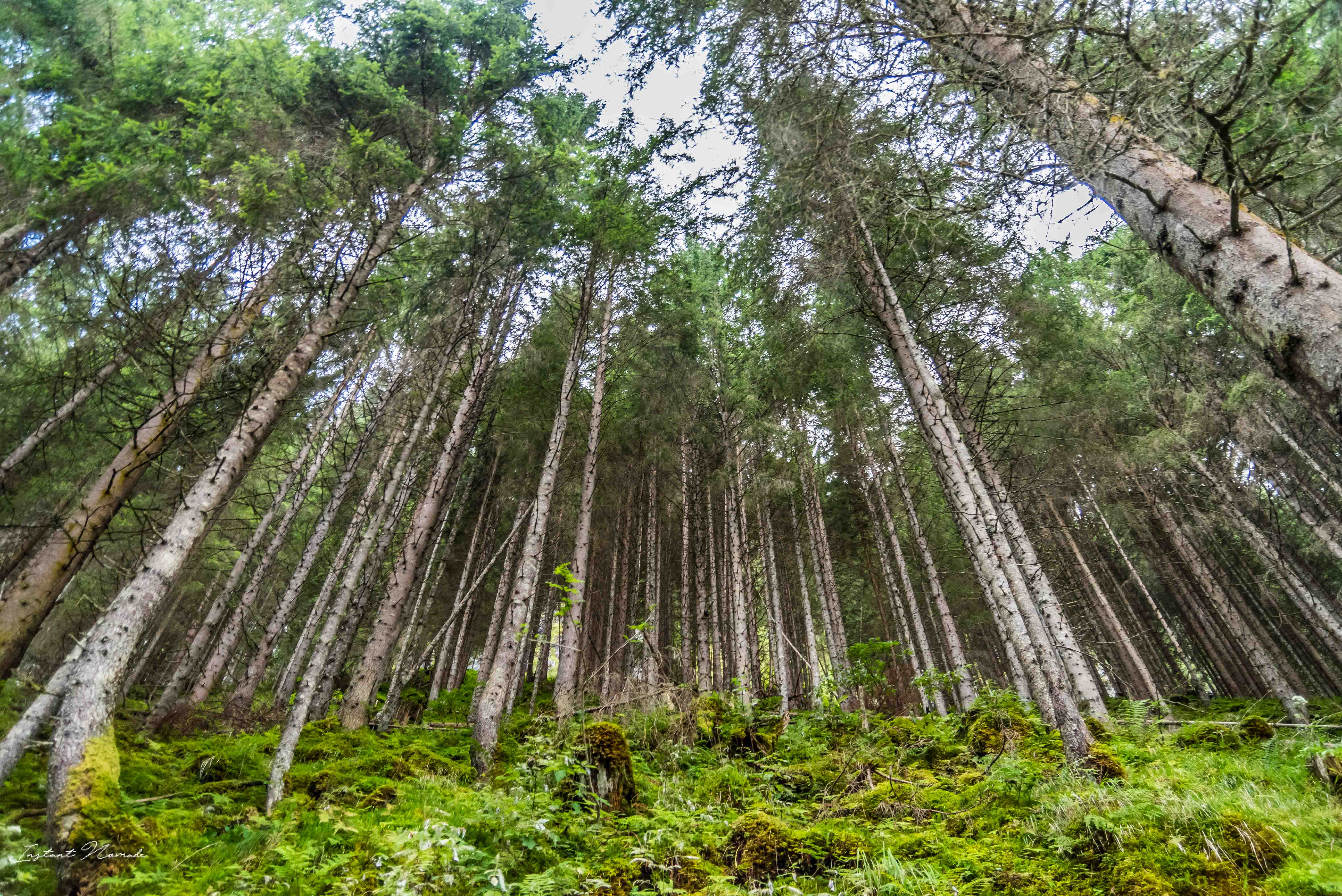 forêt krimml autriche