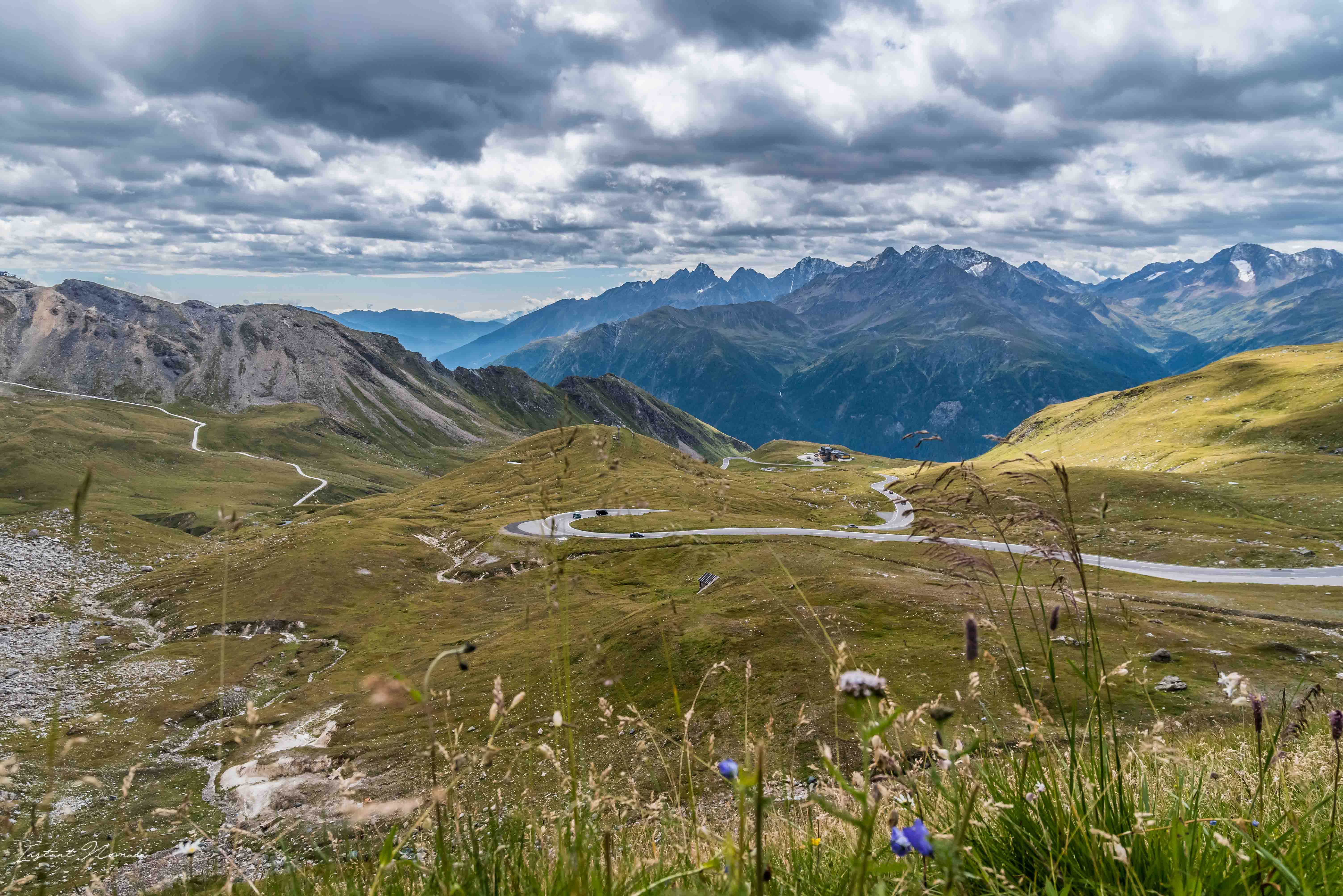 montagne fleur tyrol autriche