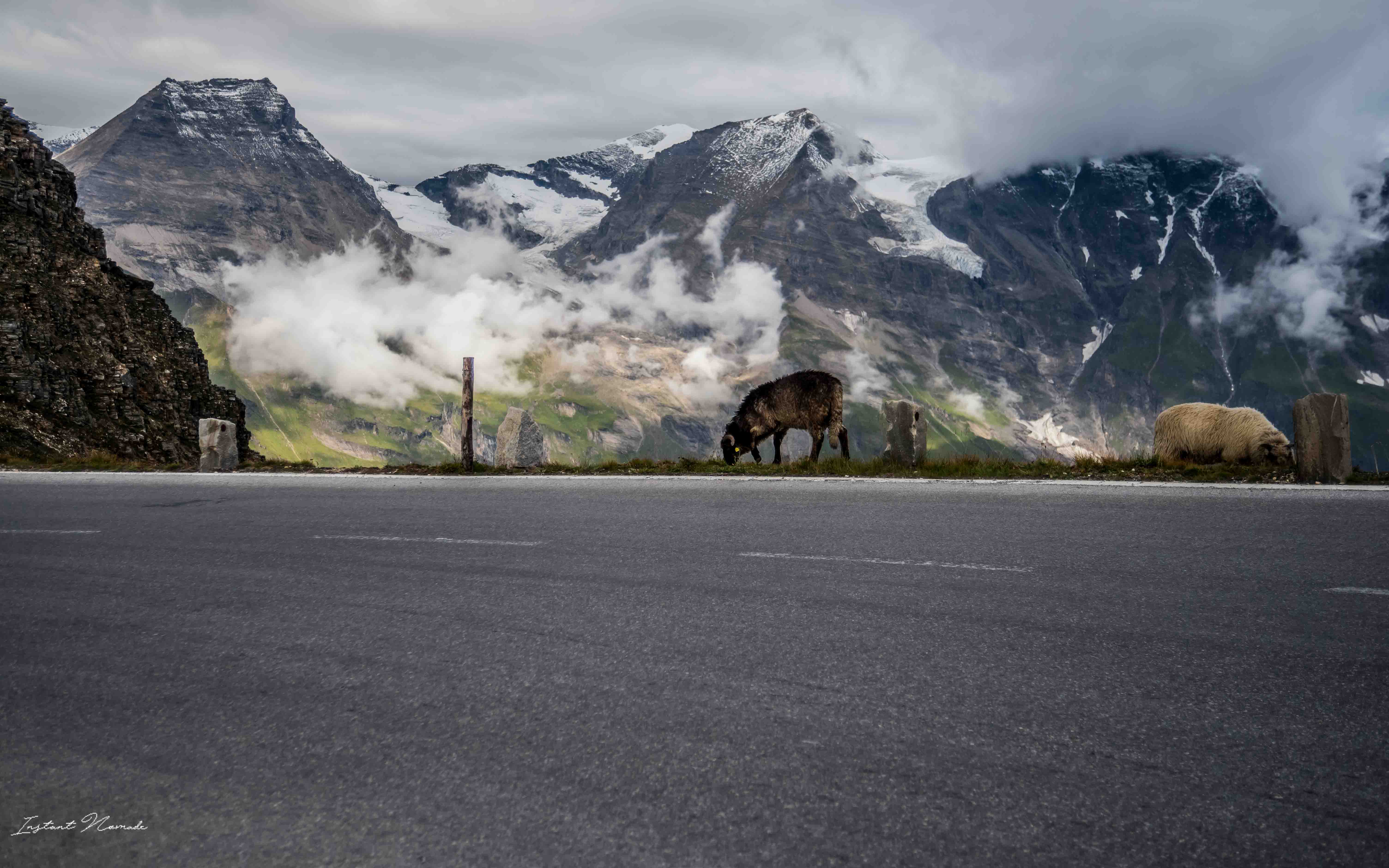 vache route panoramique autriche
