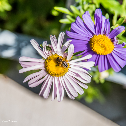 fleurs macro autriche