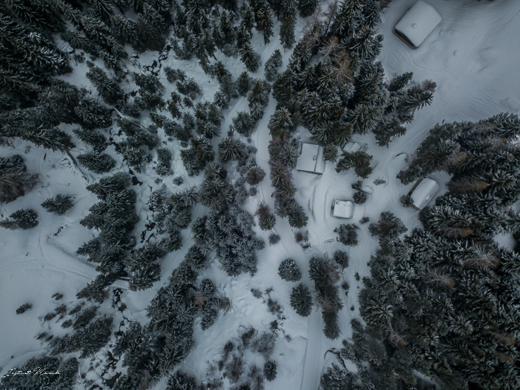sapins montagne alpes