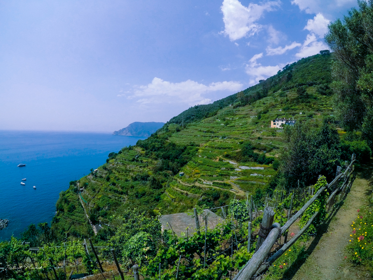 vignes cinque terre italie