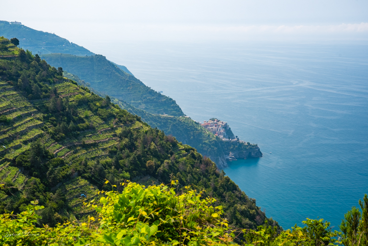 vignoble terrasse cinque terre