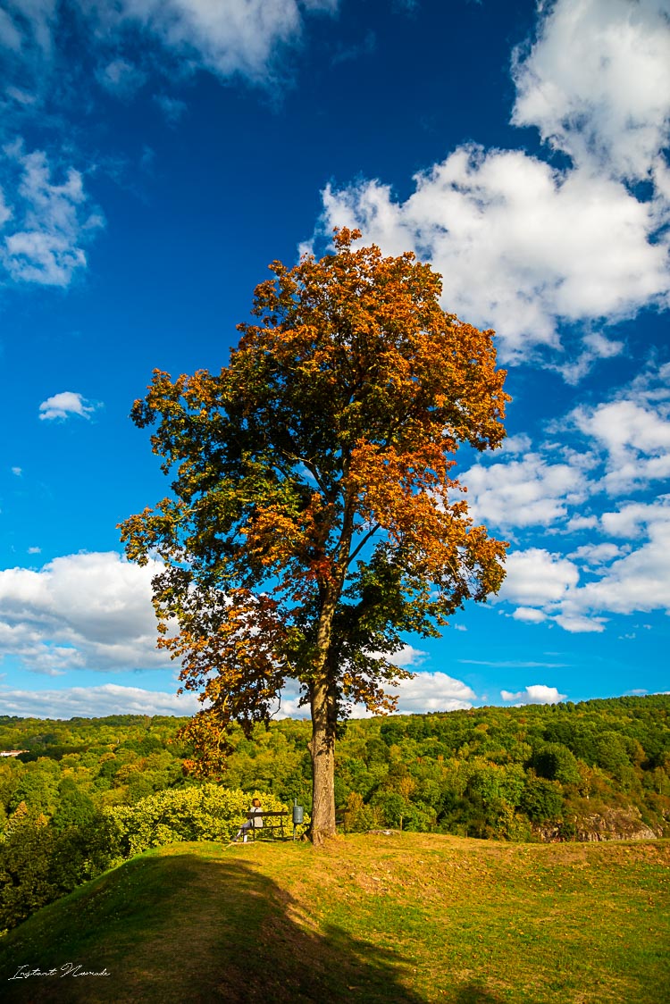 arbre chateau ducs de lorraine