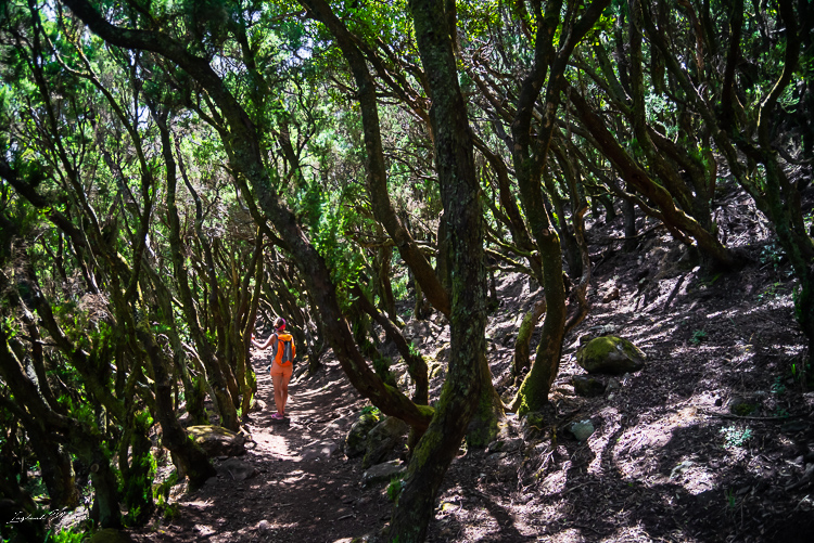 foret anaga randonnee