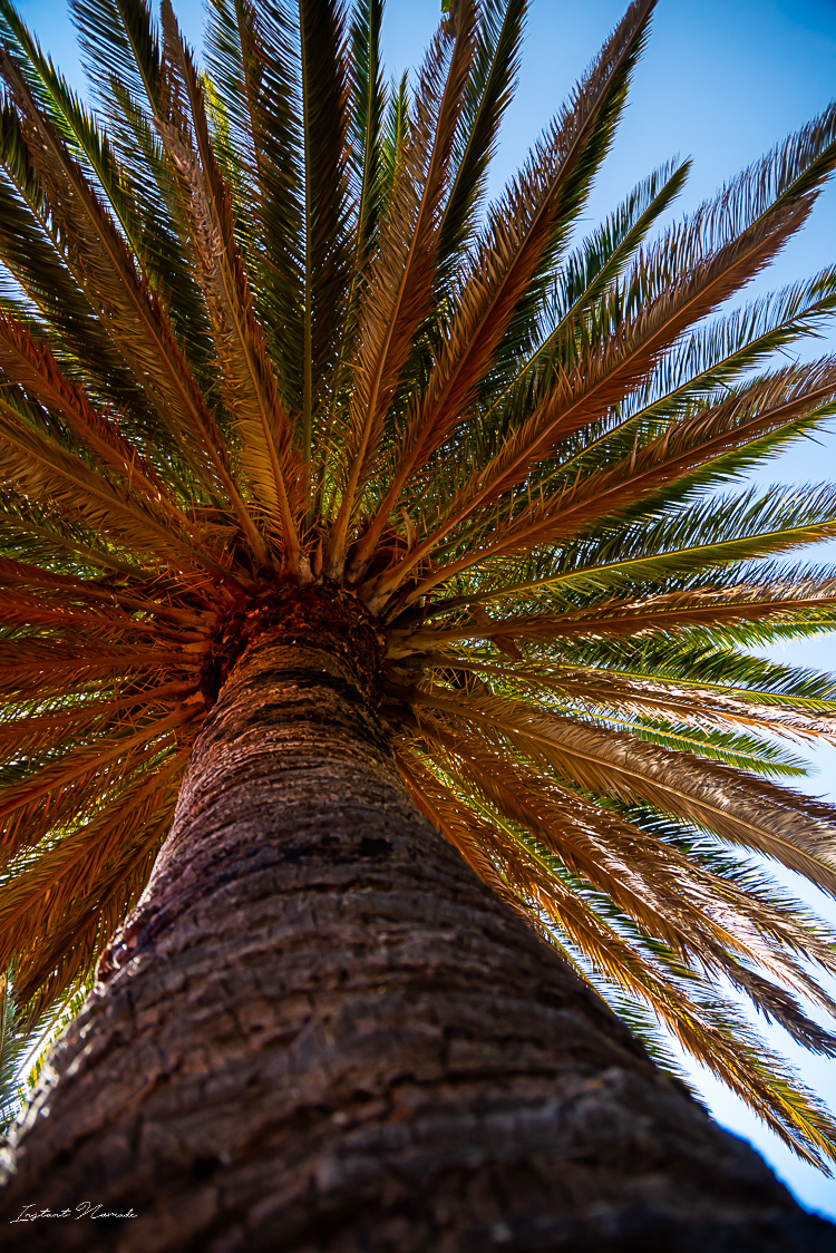 palmier tenerife