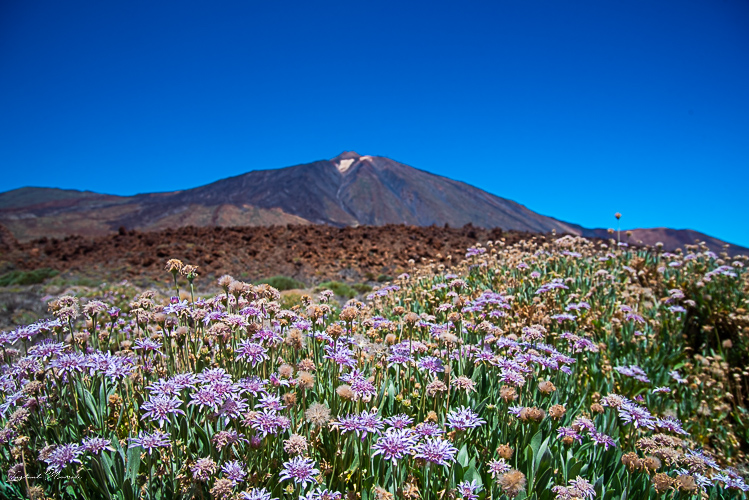 teide tenerife