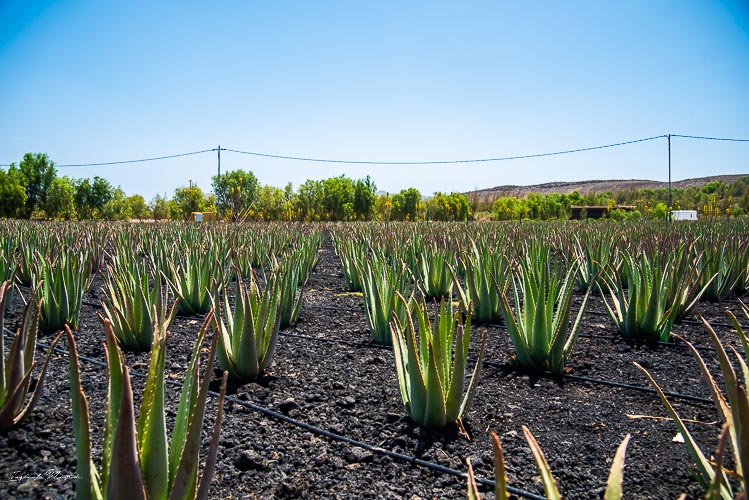 production_aleo_vera_fuerteventura