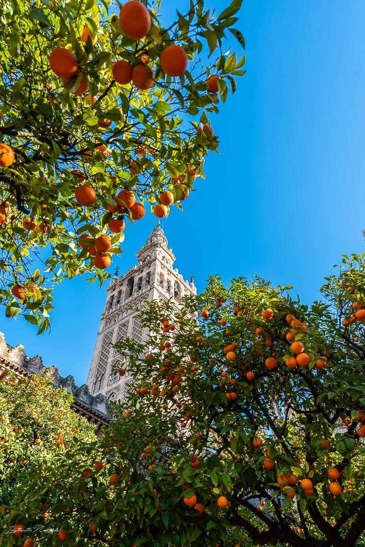 gibralta cathedrale seville