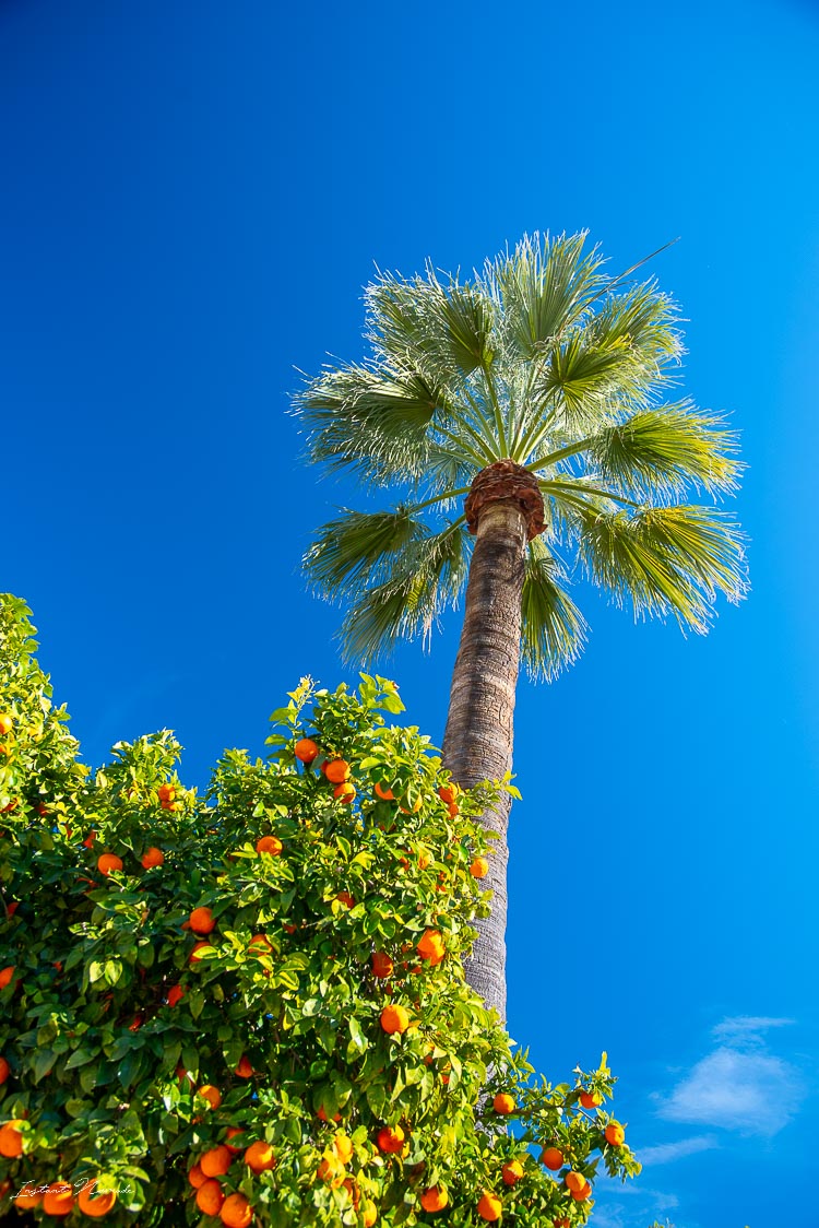 palmier alcazar cordoue