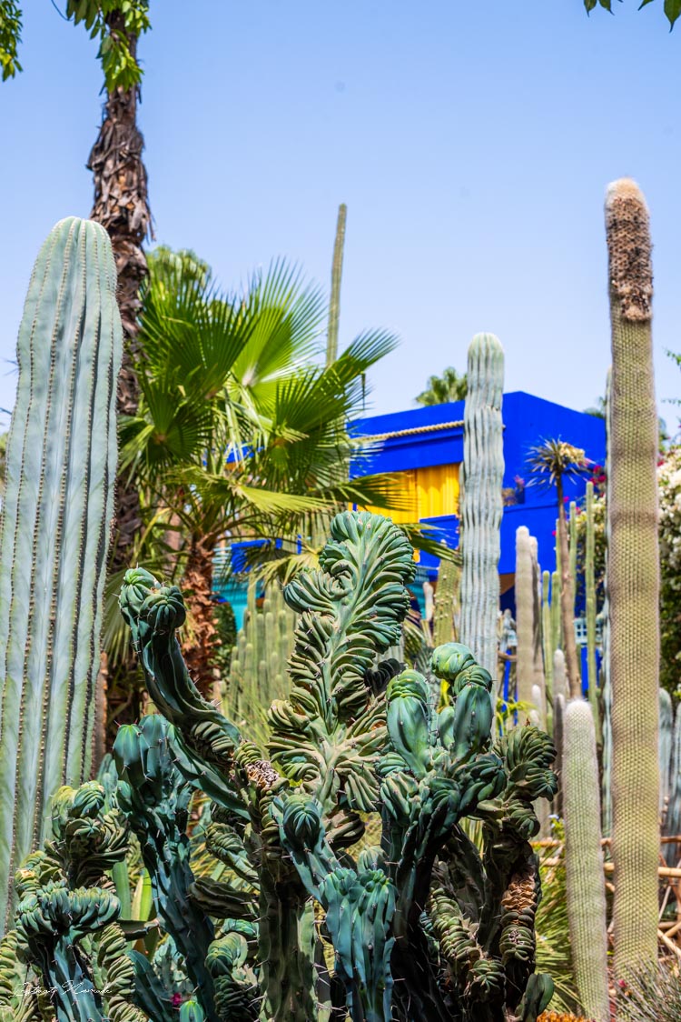 cactus jardin majorelle marrakech