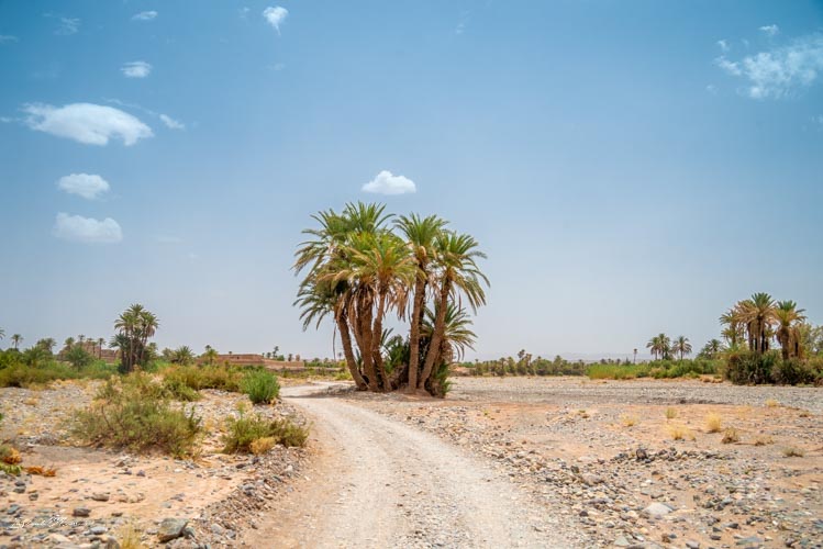chemin palmeraie skoura