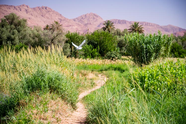 balade palmeraie tinghir maroc