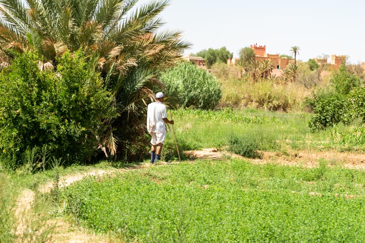 marocain palmeraie tinghir maroc
