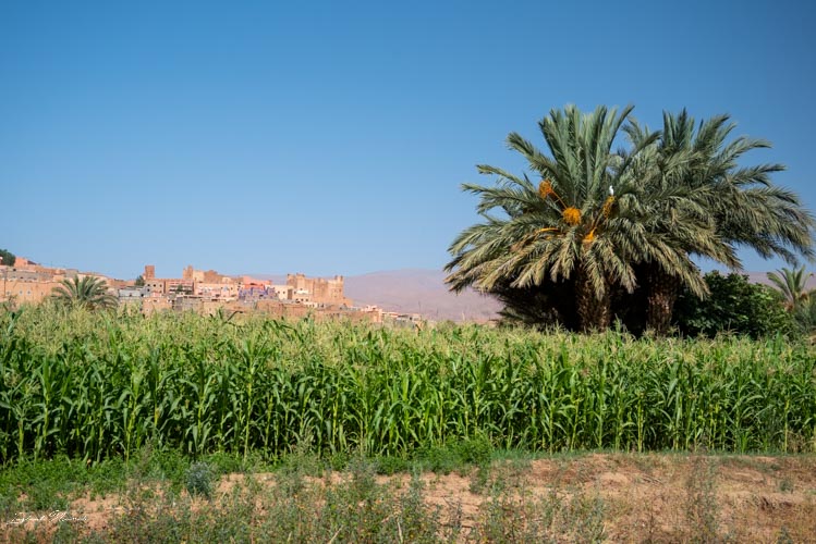 végétation palmeraie tinghir