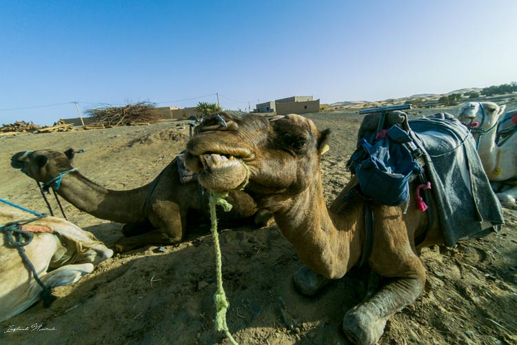 selfie chameau maroc