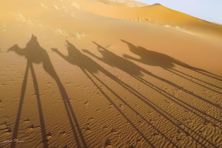 ombre chameau maroc