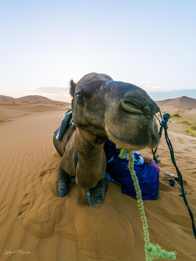 selfie chameau maroc