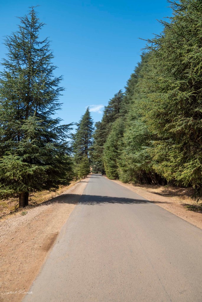 foret de cedre azrou maroc