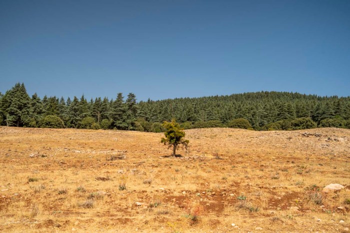 foret de cedre ifrane maroc