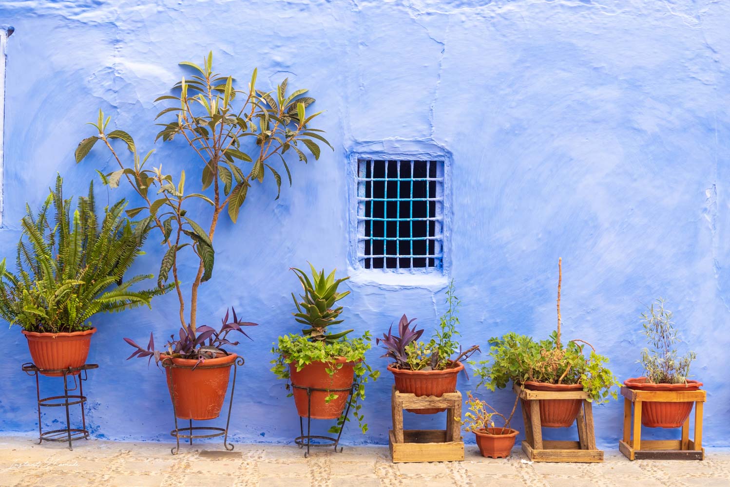 plantes chefchaouen