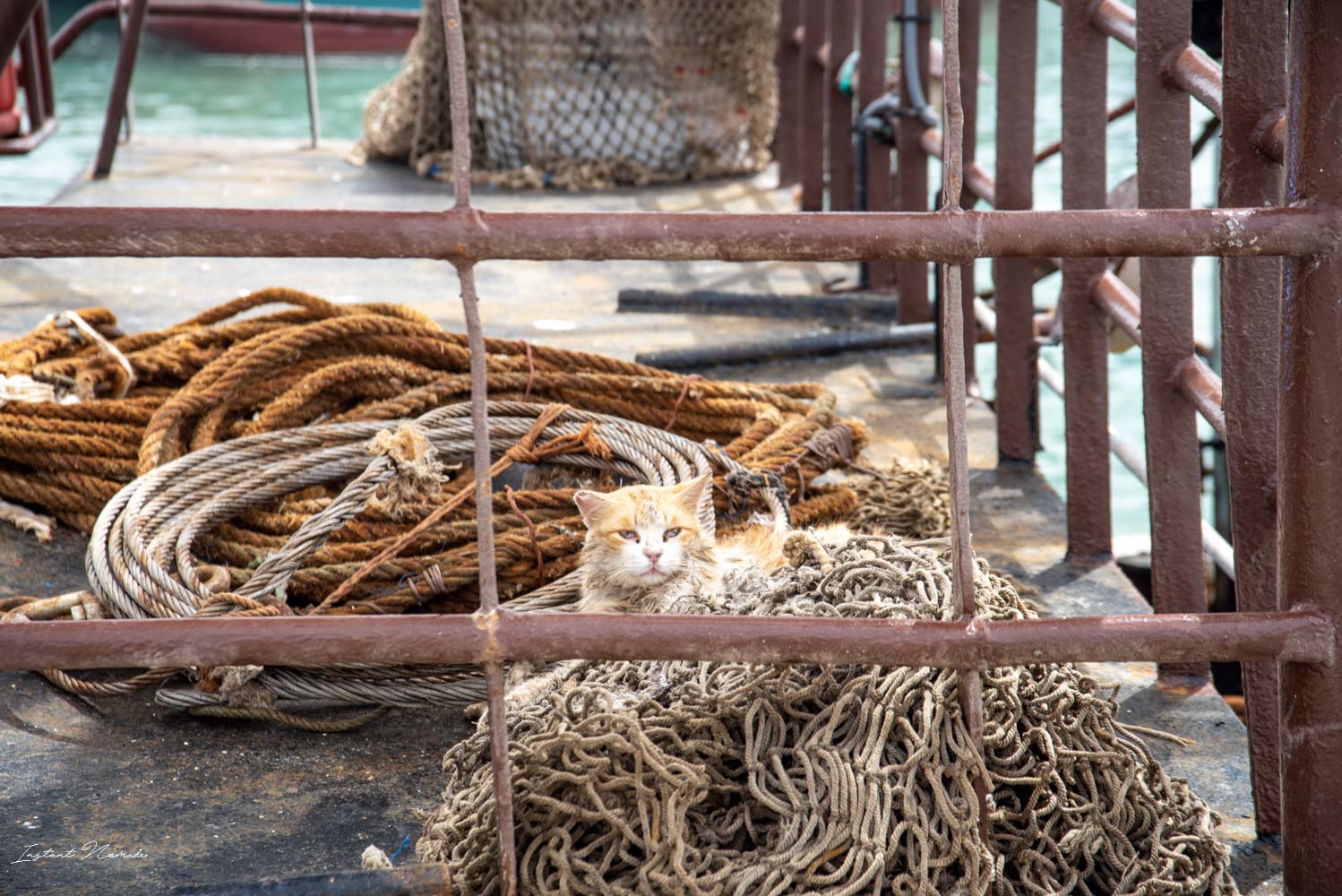 chat essaouira maroc