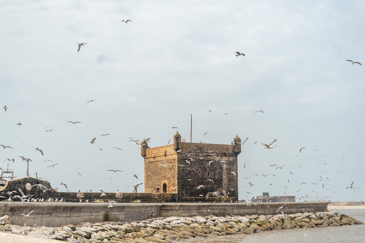 mouette essaouira maroc