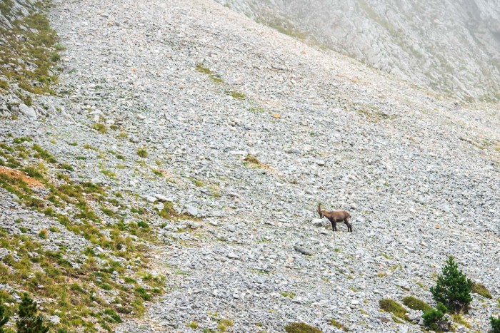 chamois grand veymont