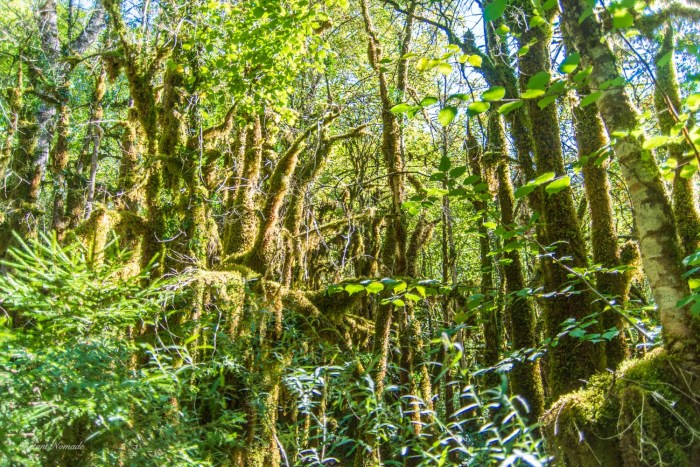 forêt combe laval