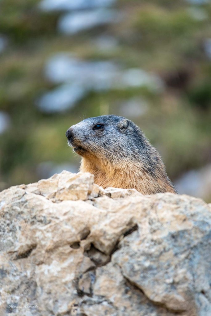 marmotte grand veymont