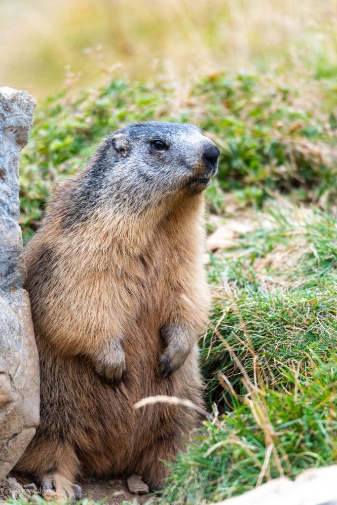 marmotte montagne