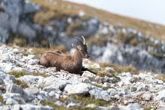petit chamois vercors