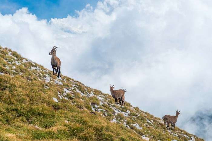 troupeau chamois grand veymont
