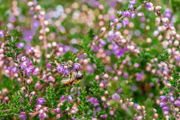 macro fleurs auvergne